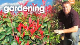 How to choose a hedge for your garden  hedging information [upl. by Vizza198]