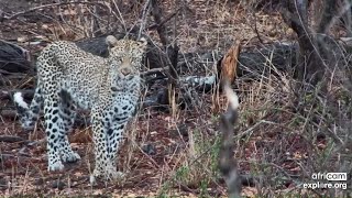 Limping Leopard is walking but is thin Rosies Pan Nov 12 2024 120 PM SAST exploreorg [upl. by Neenad]