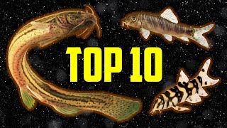 Top 10 Loaches for Your Aquarium [upl. by Tonnie]