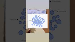 Golgi apparatus structure and function short viral video  india [upl. by Bum990]