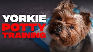 Yorkie Potty Training Guide To House Train Yorkshire TerriersSTEPBYSTEP [upl. by Nadiya]