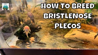 How to Breed Bristlenose Plecos [upl. by Sherie95]