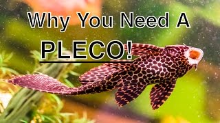 The Benefits Of Having A Pleco In Your Aquarium [upl. by Damian]