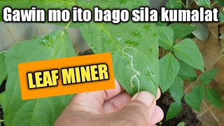 Best way how to control Leaf miner in the garden Simpleng Paraan [upl. by Milon]