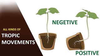 All kinds of Tropic Movements and differences between tropic and nastic movements Biology [upl. by Barbuto424]