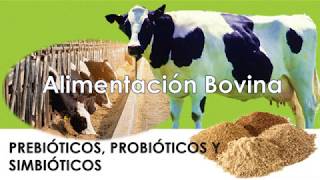 Alimentación Bovina Prebióticos probióticos y simbióticos [upl. by Therron]