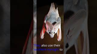 Mysterious Ghost Bat of Northern Australia [upl. by Enisaj]