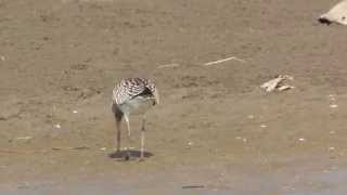 Bartailed godwit 斑尾鷸 [upl. by Ladnar]