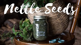 Stinging Nettle Seeds  How to Gather them and Why Youd Want to [upl. by Auqenehs]