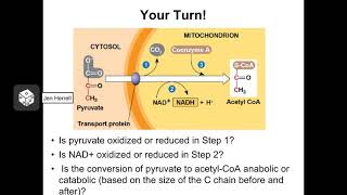 Catabolic amp Anabolic Reactions 1 [upl. by Liagibba]