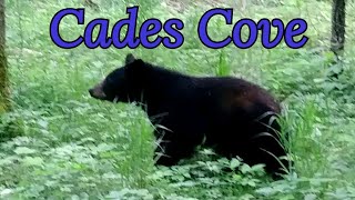 Bears of Cades Cove [upl. by Newhall394]