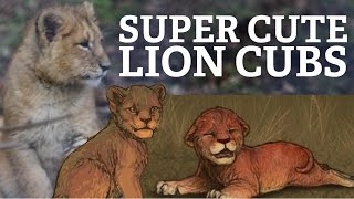 Cutest Lioden cubs EVER [upl. by Lyrehc]