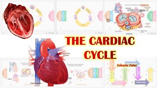 THE CARDIAC CYCLE  CIRCULATION AND BODY FLUIDS  SYSTOLE AND DIASTOLE biology science [upl. by Emmott]