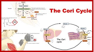 cori cycle and its physiological significance [upl. by Cristabel474]