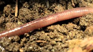 Earthworm in Utah 2015 [upl. by Osborn133]