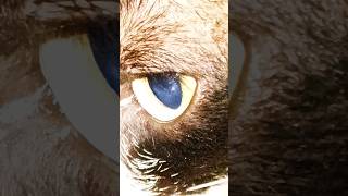 poocha sir🐈 catlover kitty cats kidsvideo [upl. by Decima520]