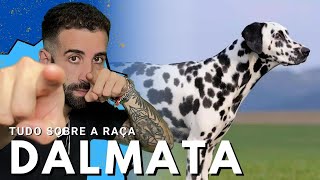 Tudo sobre a raça DÁLMATA [upl. by Eisaj]