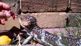 Shingleback Skink [upl. by Encratia508]