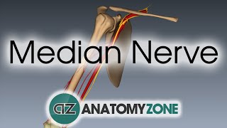 Median Nerve  3D Anatomy Tutorial [upl. by Brunhilde]