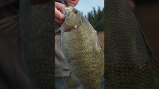 8lb Smallmouth on Dworshak Reservoir Dont Forget to Watch the Full VLOG [upl. by Biggs832]