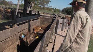 Recomendaciones del INTA para prevenir el carbunclo en animales rumiantes [upl. by Earazed999]