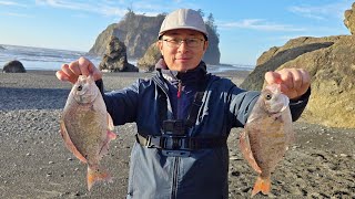 Winter Surf Fishing for Redtail Surfperch in Washington State Redtail Surfperch from Ocean to Table [upl. by Maryrose]