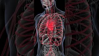 Roles of Blood and Cardiovascular System [upl. by Forelli249]