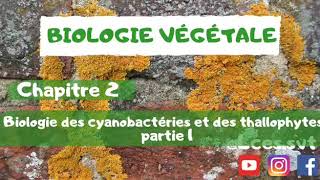 Biologie végétale  chapitre 2  Biologie des cyanobactéries et des thallophytes   Cyanobactéries [upl. by Nosnarb450]