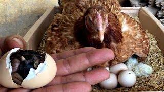 How Chicken hatch eggs and how newly hatched chicks look [upl. by Imhsar]