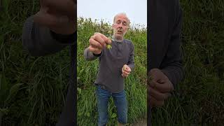 Mouses ear cerastium herbs foraging grasslands hedges gardening permaculture explore [upl. by Refotsirc]