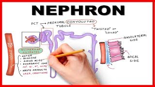 Nephron Function Simplified Hand drawn Animation [upl. by Pincus]