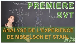 Analyse des résultats de lexpérience de Meselson amp Stahl  SVT  1ère  Les Bons Profs [upl. by Nosecyrb]