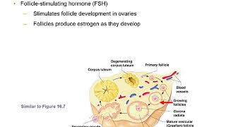 Gonadotropins [upl. by Klemm517]