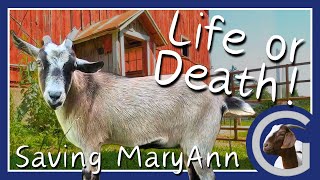 Listeria Can We Save Her  Vlog 22  Meat Goat Farming Listeriosis [upl. by Eilyw]