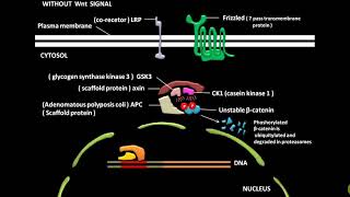 Wnt signaling pathway [upl. by Rosetta588]