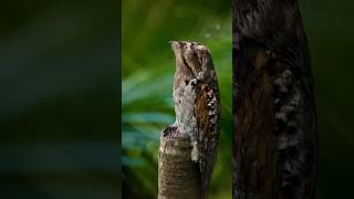 The Common Potoo [upl. by Ahsyat3]