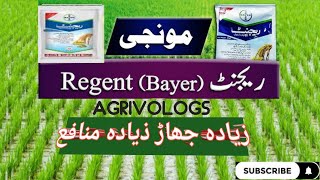 Rejent Bayer How To Control For insects in Rice 🌾  visit agrivologs [upl. by Cenac]