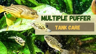 Caring for Multiple Puffers What You Need to Know [upl. by Alwitt406]