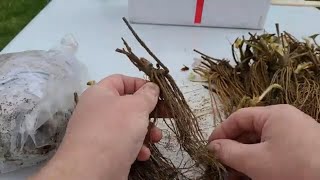 How to Grow Strawberries from Bare Root from Start to Finish [upl. by Aivatra]