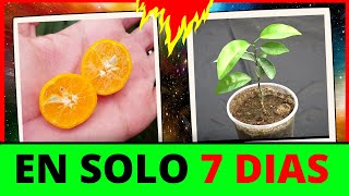 Cómo GERMINAR🍊NARANJAS🍊COMO OBTENER UNA PLANTA DE NARANJAS  GERMINAR NARANJAS  CITRICOS [upl. by Klos]