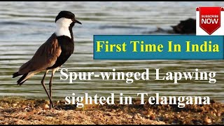 First Time in India Spurwinged Lapwing sighted at Warangal An Unexpected Guest at Ammavaripeta lake [upl. by Tol]