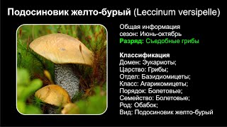 Подосиновик желтобурый Leccinum versipelle [upl. by Yorle]