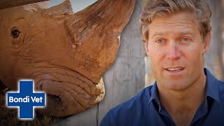 Dr Chris Brown Helps A Rhino With A Sore Foot  Bondi Vet [upl. by Norved]