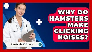 Why Do Hamsters Make Clicking Noises  PetGuide360com [upl. by Dnalhsa]