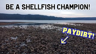 Finding Clam and Oyster Beaches in Washington State [upl. by Bigler]