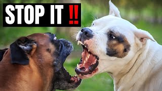 How To Stop A Staffy Attacking Other Dogs [upl. by Amsed884]