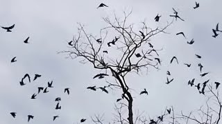 Tree Swallows flying gathering amp dispersing in one second [upl. by Noyr]