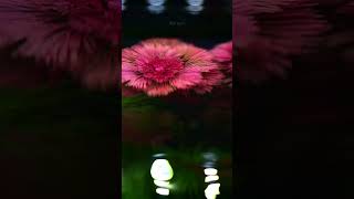 Cabomba Furcata fishtank waterplant aquaticplant relaxingmusic [upl. by Nasar316]