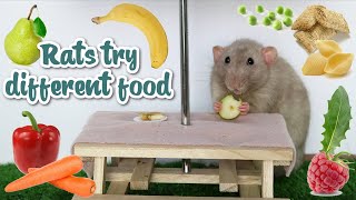 Cute rats trying different foods [upl. by Eixel]