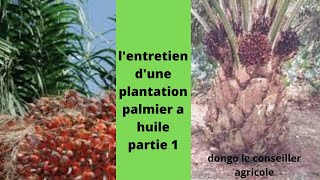 comment entretenir une plantation de palmier huile et accroitre sa production [upl. by Tasiana581]